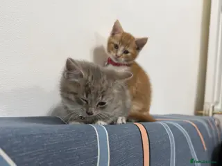 Mixed Breed cats RAGDOLL X BRITISH LONGHAIR KITTENS *AVAILABLE* - Advert 2