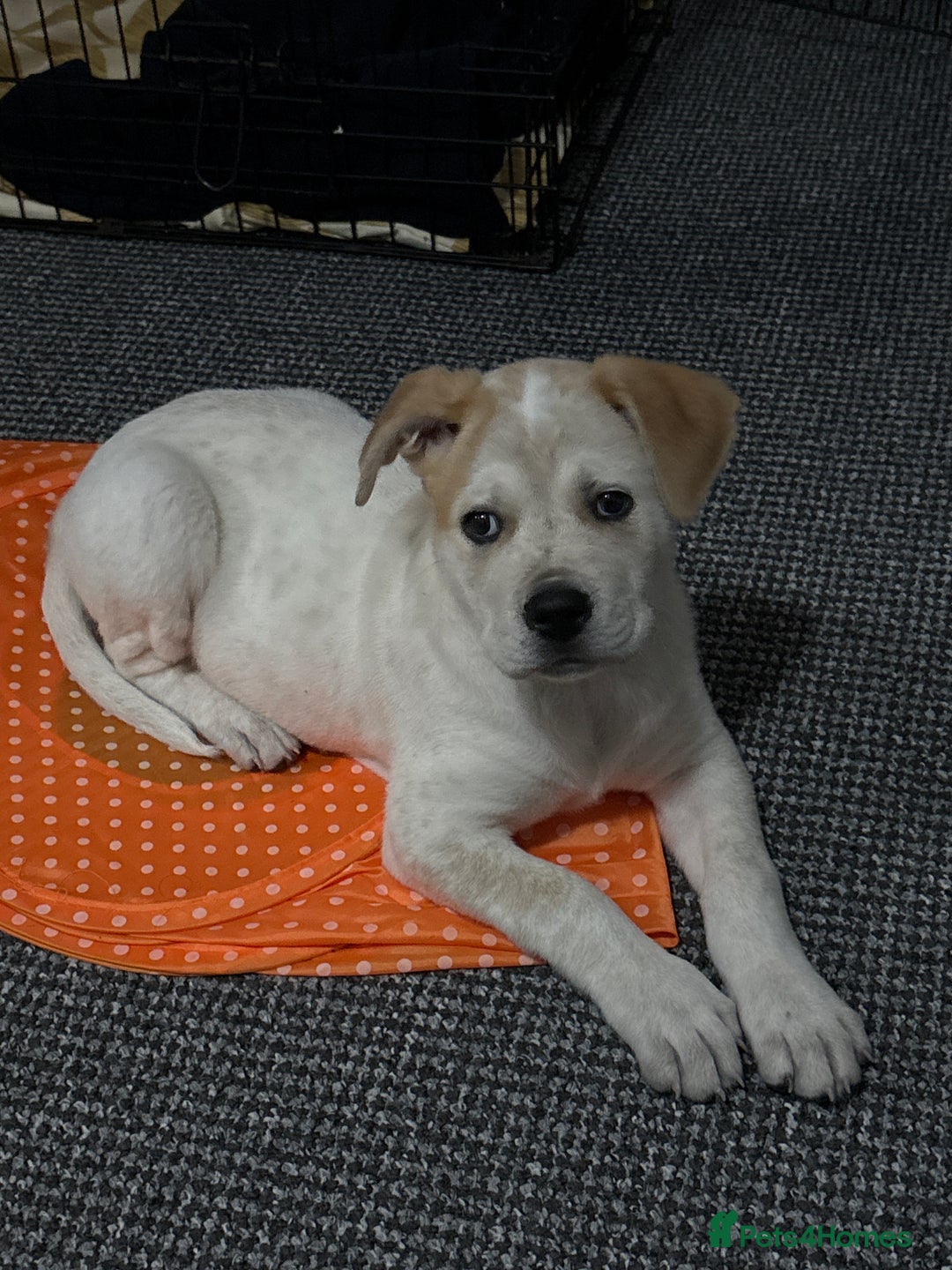 Labrador Retriever dogs for sale: Labrador Retriever (Lola) - Advert 1