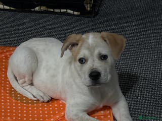 Labrador Retriever dogs Labrador Retriever (Lola) - Advert 2