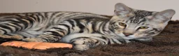 Toyger cats for sale: TWO STUNNING WILD LOOKING TOYGER CUBS - Advert 2