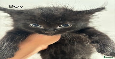 Mixed Breed cats - Advert 3