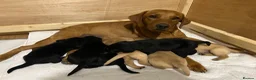 Labrador Retriever dogs for sale: KC reg health tested working Labrador puppies - Advert 2