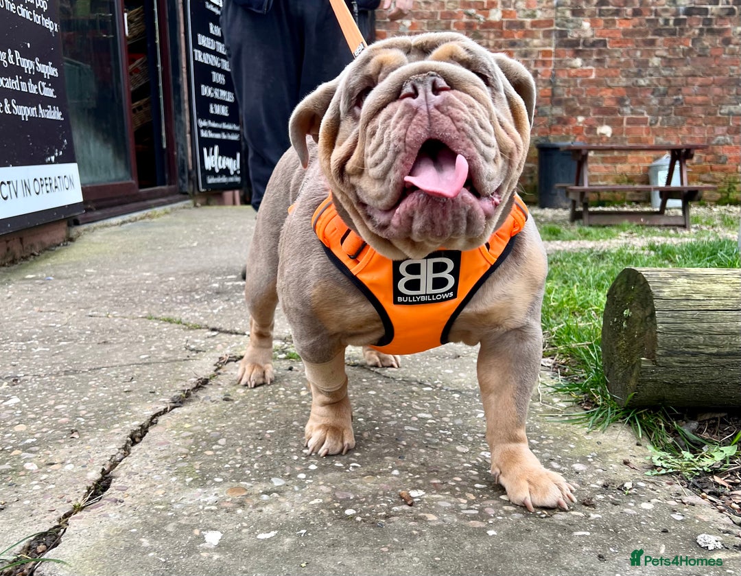 English Bulldog dogs for sale: QUALITY ENGLISH BULLDOG PUPPIES - Image 16