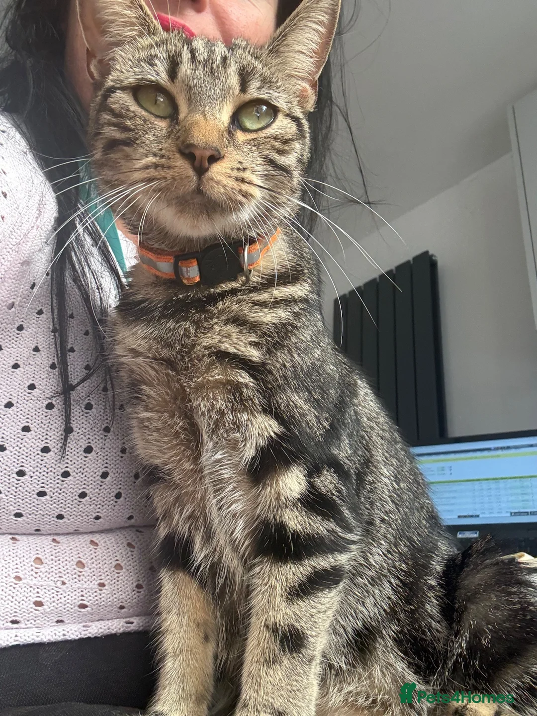 Mixed Breed cats for sale: 12 week old female kitten mixed breed in Alfreton - Advert 2