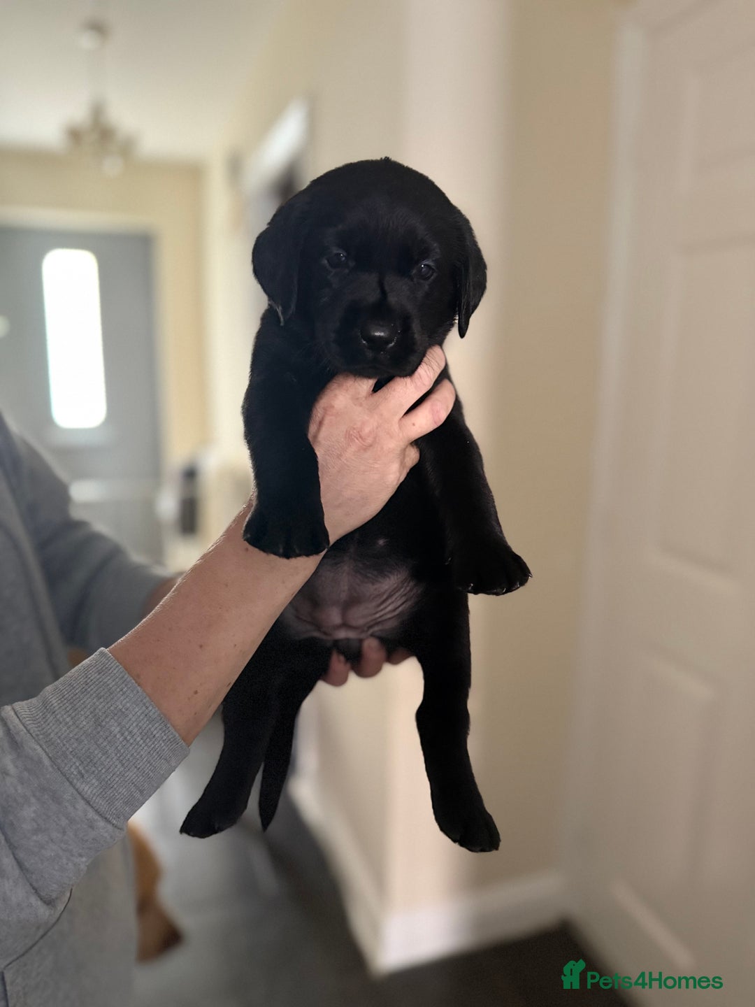 Labrador Retriever dogs for sale: 3 gorgeous black Labrador puppies - Image 2
