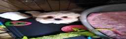 Zuchon dogs for sale: Shichon/Zuchon - Advert 6