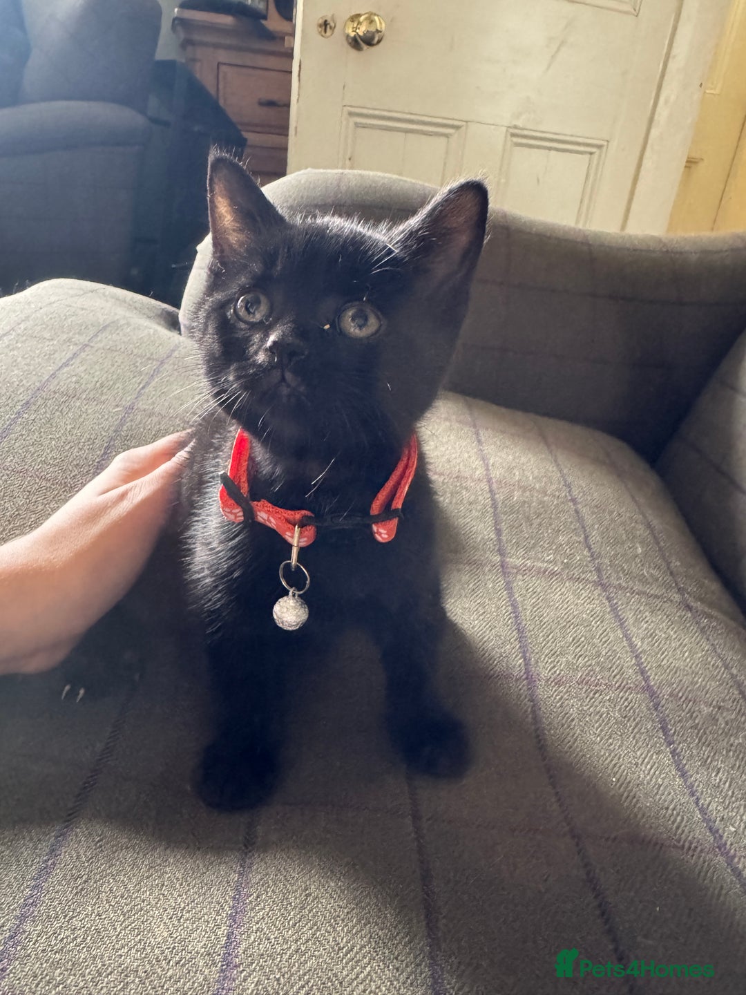 Mixed Breed cats for sale: 3 black British short haired x ragdoll kittens - Image 26