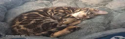Bengal cats for sale:  Premium Bengal Kittens – 5★ Licensed Cattery - Advert 16