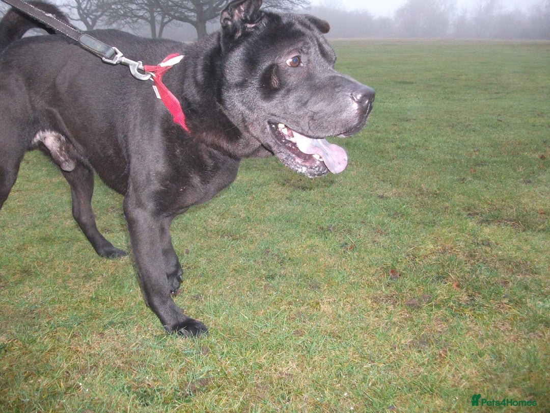 Mixed Breed dogs for adoption: Blackie - Advert 10