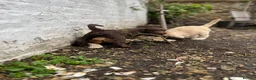 Labradoodle dogs for sale: Labradoodles (F1B) in London W8. READY TO GO HOME - Advert 30