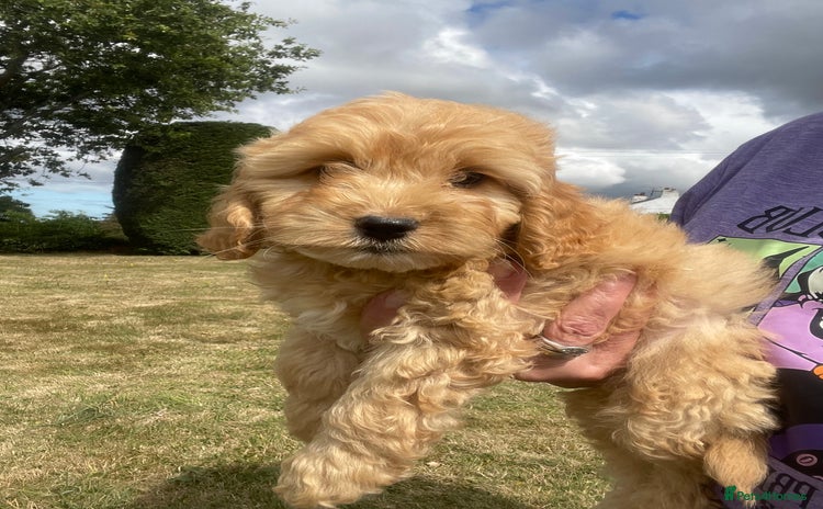 Cockapoo dogs - Advert 14