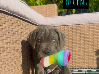 Mixed Breed dogs - Advert 15