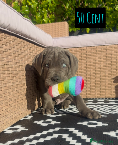 Mixed Breed dogs - Advert 1