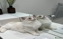 Ragdoll cats for sale: Tica Seal Lynx Tabby Point Bicolor Active Female  - Image 7