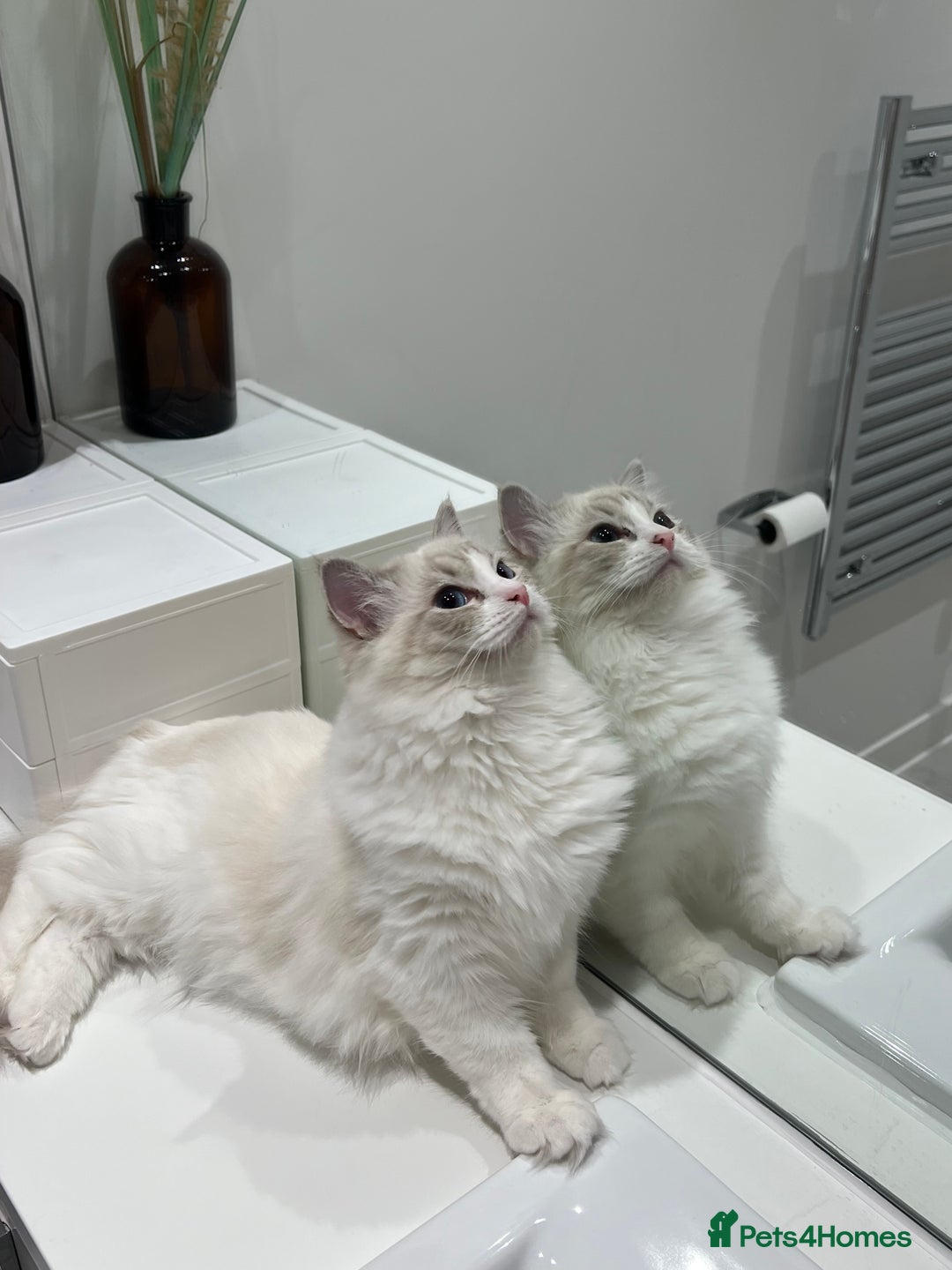 Ragdoll cats for sale: Tica Seal Lynx Tabby Point Bicolor Active Female  - Image 7