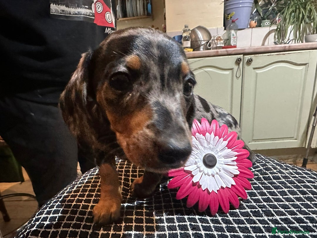 Miniature Dachshund dogs for sale: Miss Cutie  - Advert 3
