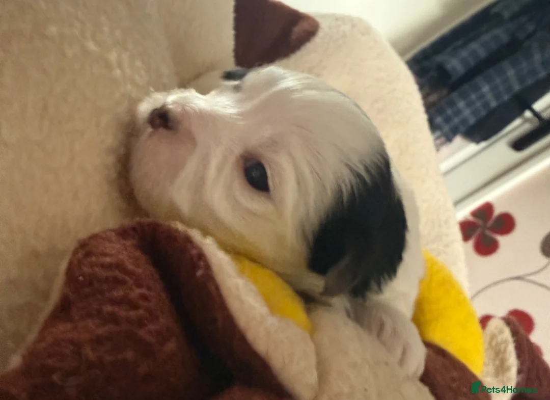 Morkie dogs for sale: Mini Morkies - Advert 2