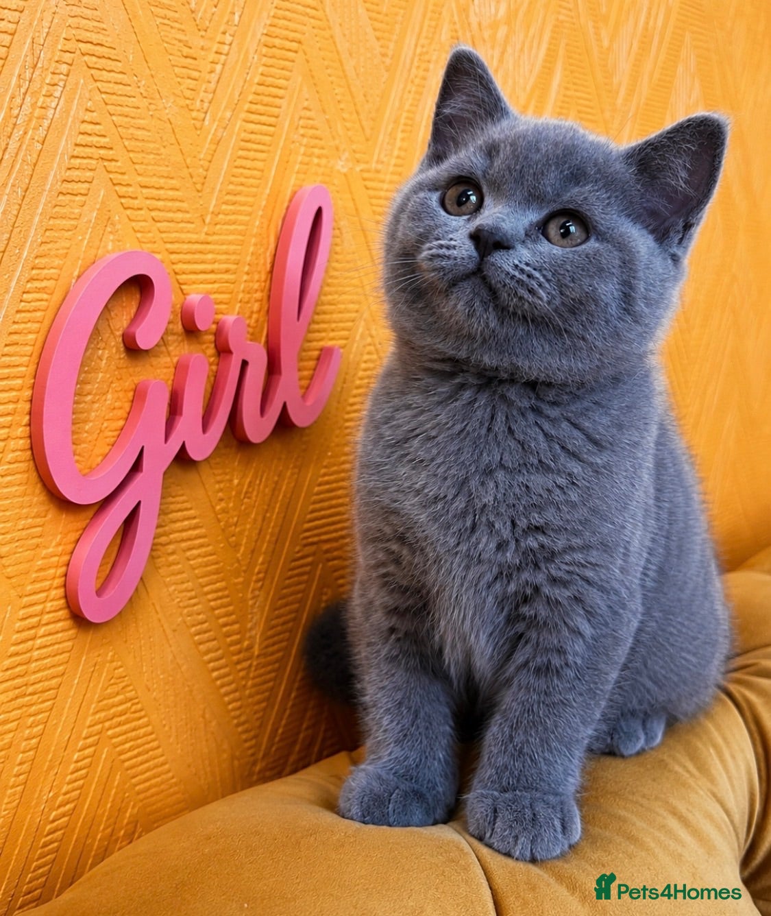 British Shorthair cats Chunky fluffy British Shorthair Kittens GCCF - Advert 1