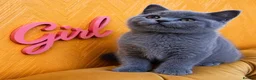 British Shorthair cats for sale: Chunky fluffy British Shorthair Kittens GCCF - Advert 3