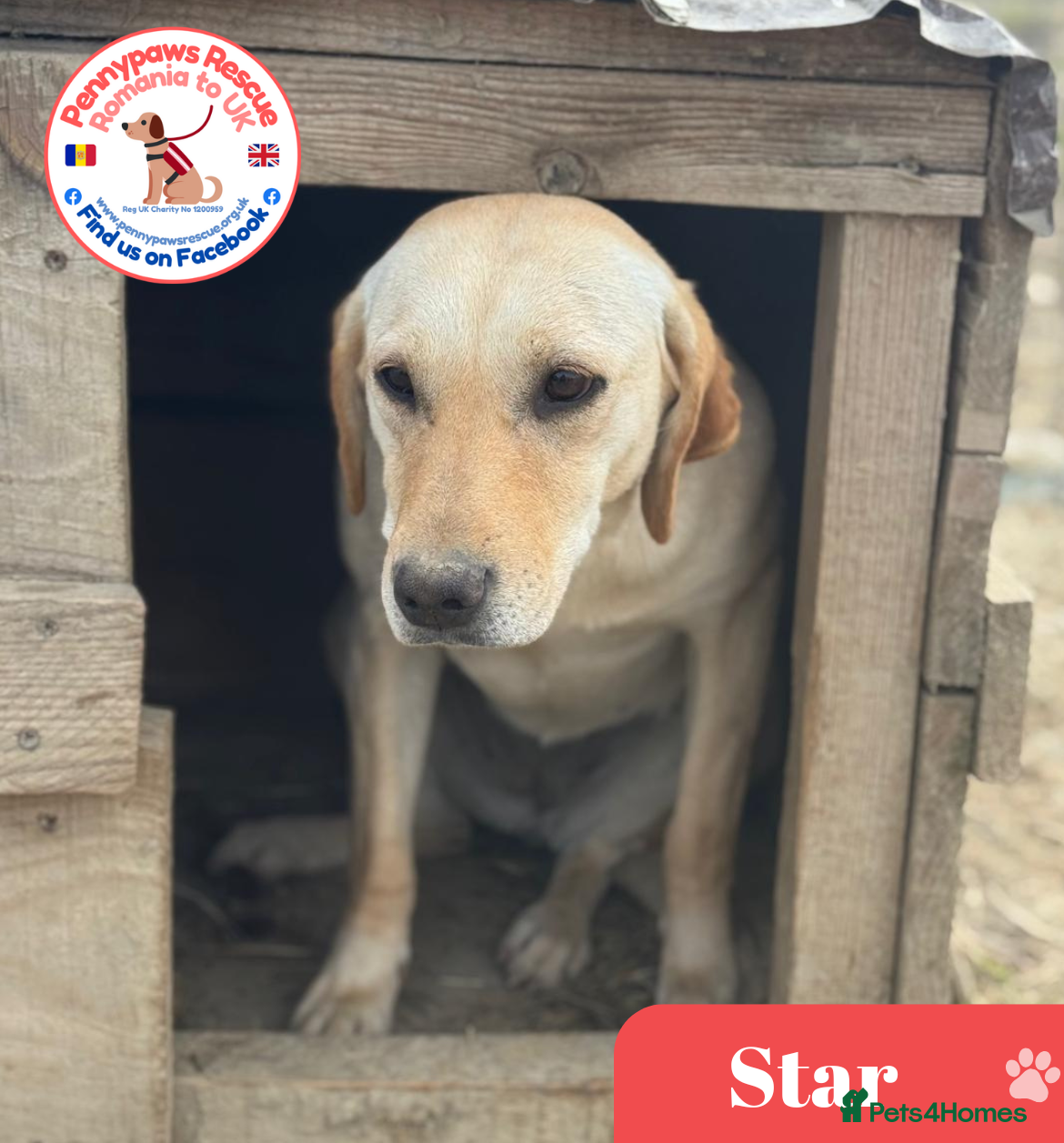 Mixed Breed dogs Gorgeous Star - Advert 1