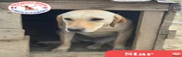 Mixed Breed dogs for adoption: Gorgeous Star - Advert 1
