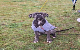 Cane Corso dogs for sale: Sandro  - Image 6