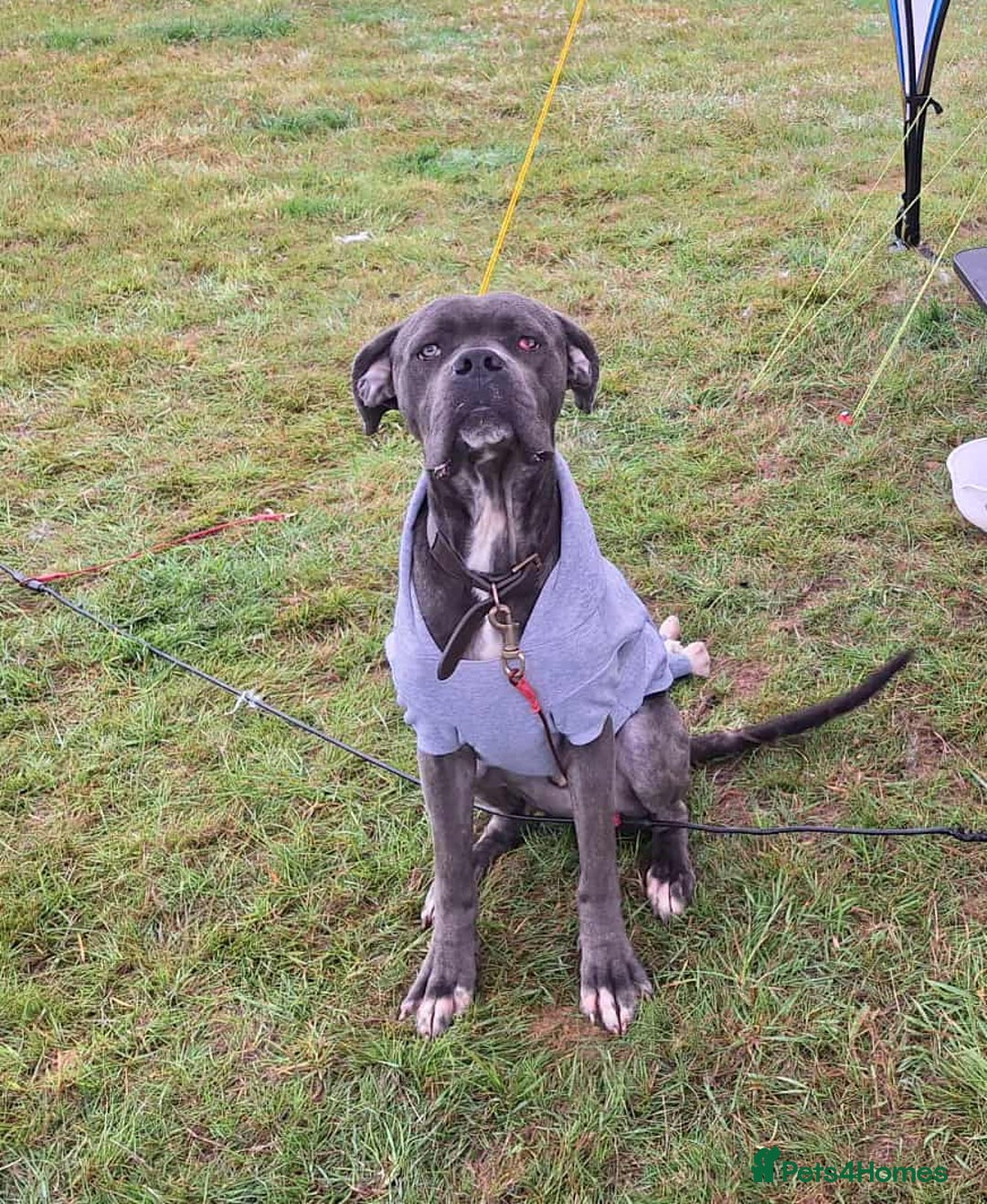 Cane Corso dogs for sale: Sandro  - Image 6