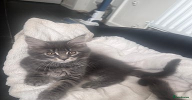 Maine Coon cats - Advert 2