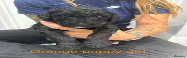 Labradoodle 3