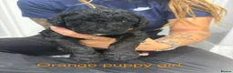 Labradoodle dogs for sale: Multi gen labradoodle x standard poodle puppies  - Advert 13