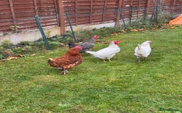 Chickens poultry for sale: x 8 Egg laying chickens  - Image 10