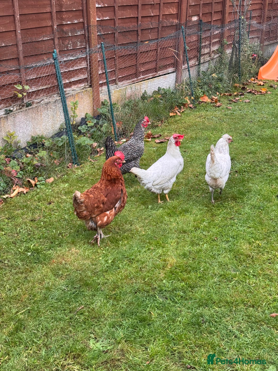 Chickens poultry for sale: x 8 Egg laying chickens  - Image 10