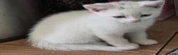 British Shorthair cats for sale: British Shorthair kittens  - Advert 5