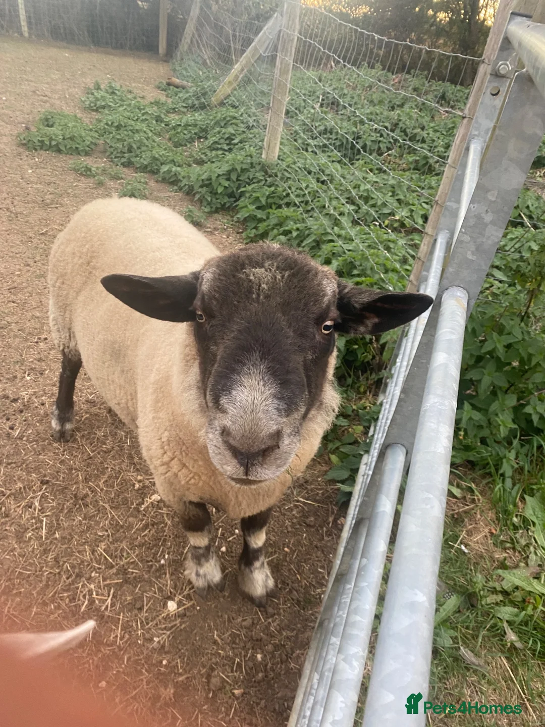Sheep livestock for sale: Suffolk Ram - Advert 1