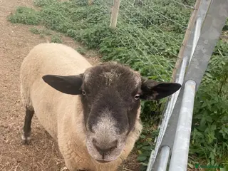 Sheep livestock Suffolk Ram - Advert 1