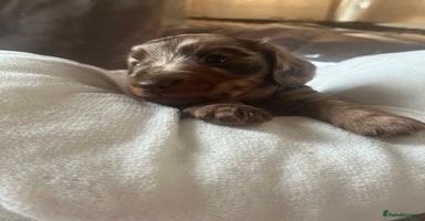 Miniature Dachshund dogs in Sheerness - Advert 5