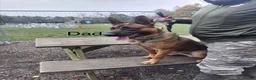 Belgian Shepherd Dog dogs for sale: Solid confident pups ready to go   in Abbots Langley - Advert 5