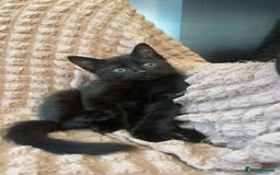 Mixed Breed cats for sale: Need to go ASAP - Image 1