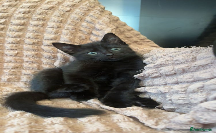 Mixed Breed cats - Advert 14