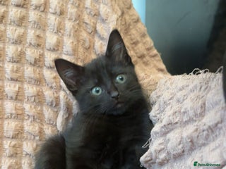 Mixed Breed cats - Advert 11