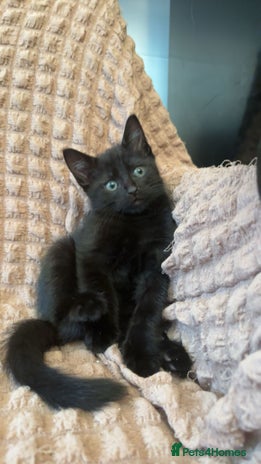 Mixed Breed cats RESERVED - Advert 18