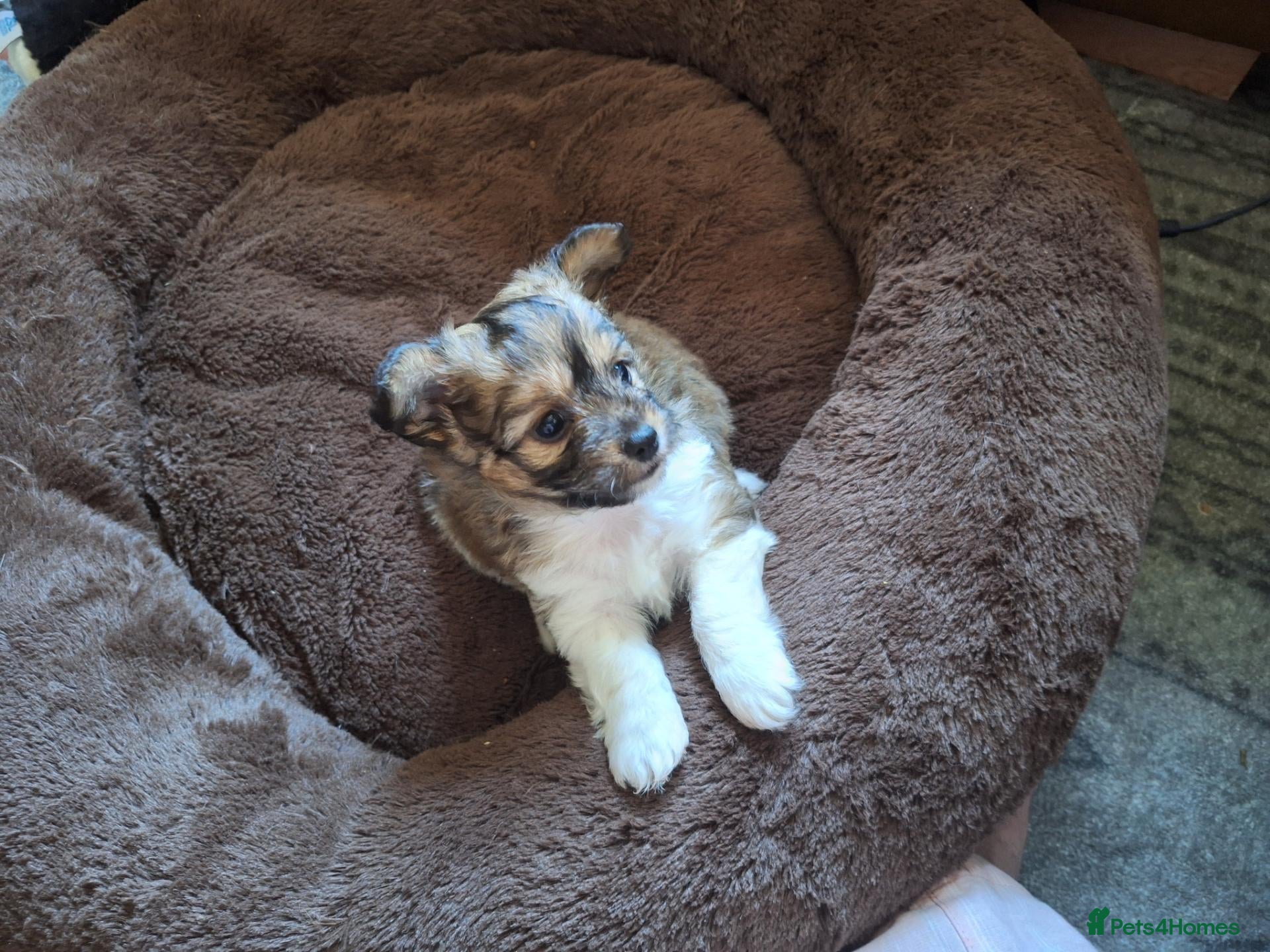 Mixed Breed dogs Teddy  and Tony - Advert 1