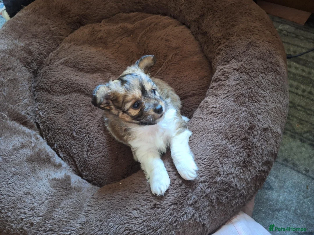 Mixed Breed dogs for sale: Teddy  and Tony in Northampton - Advert 1