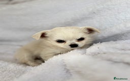 Chihuahua dogs for sale: Champion Line Chihuahua miniature puppies  - Image 16