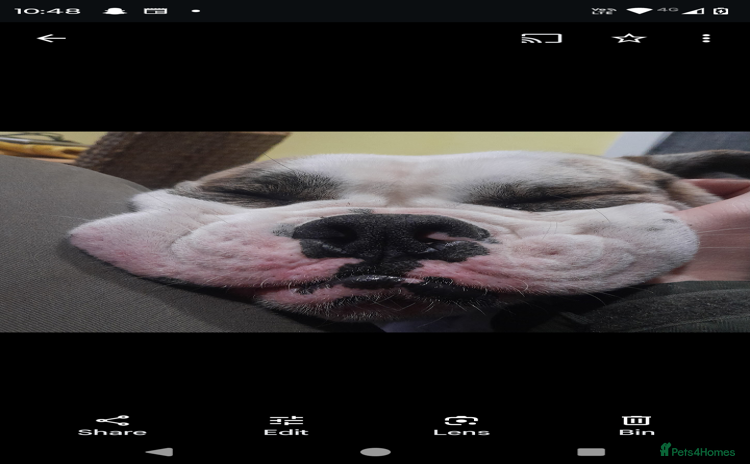 Mixed Breed dogs - Advert 3