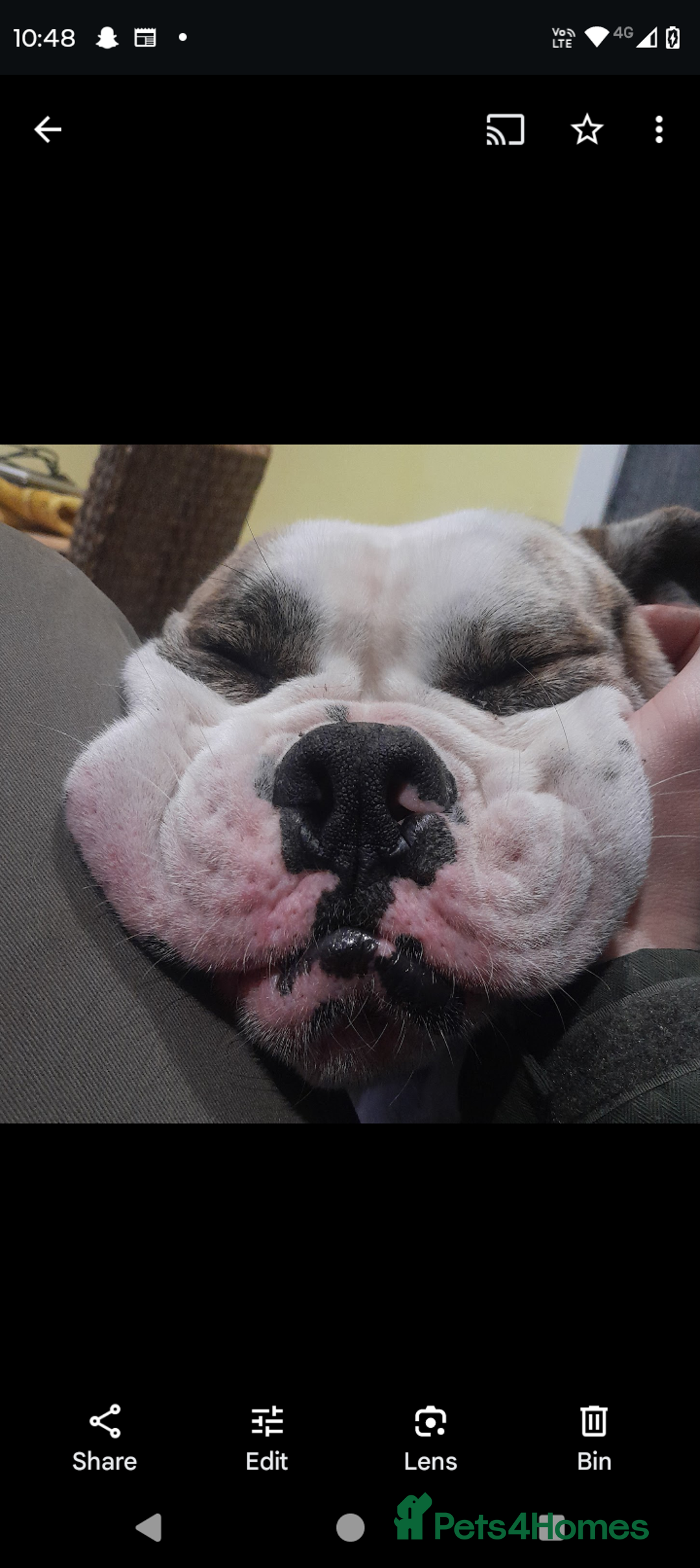 Mixed Breed dogs for sale: Healthy, happy, chappy - Image 1