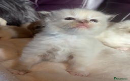 Ragdoll cats for sale: Tortie flame mink sepia tica  - Image 7