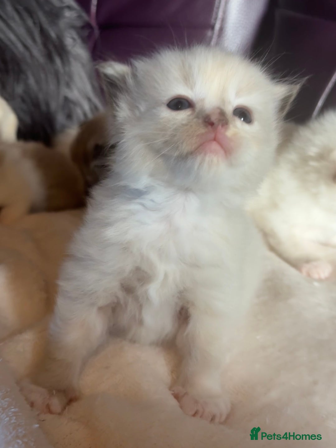 Ragdoll cats for sale: Tortie flame mink sepia tica  - Image 7