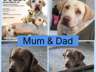 Labrador Retriever dogs KC beautiful chunky silver Labrador puppies - Advert 18