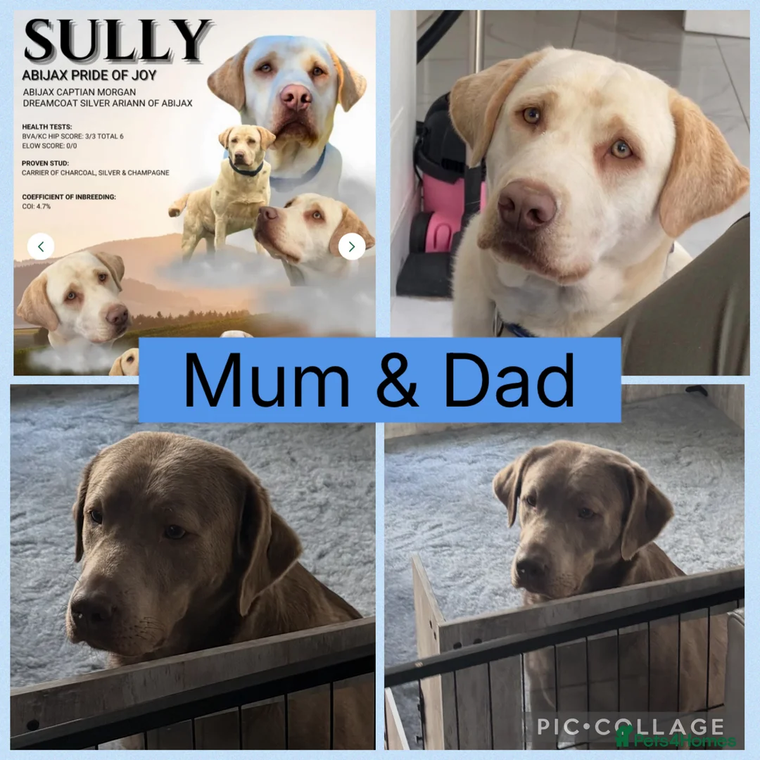 Labrador Retriever dogs for sale: KC silver Labrador (last girl remaining) orange  - Advert 15